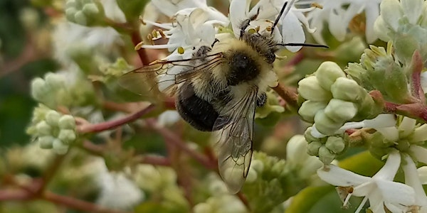 Pollinator Week Hike | 1105 Lower Lions Club Rd