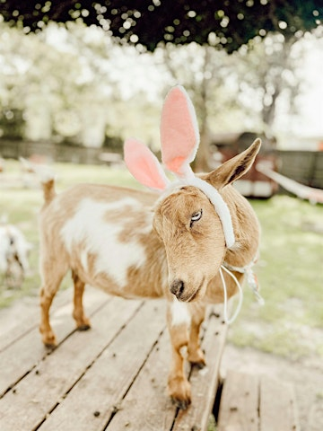 Farm Easter Egg Hunt | Flowertown Charm Farm-Park at church back parking lot 2 doors down, then walk here