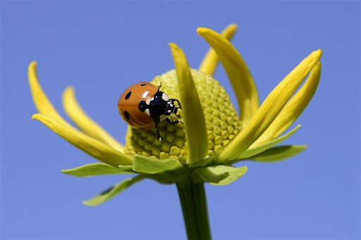 Macro Photography- 3-Part Workshop with Denver Botanic Gardens | Denver Botanic Gardens