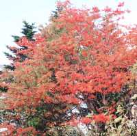 紅葉のメヌショロ沼