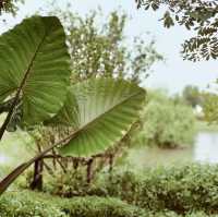 คาเฟ่บรรยากาศร่มรื่น