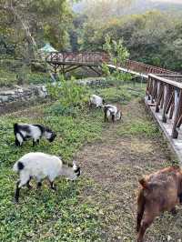 🐑🐏親親小山羊 港版「台灣清境農場」🐐