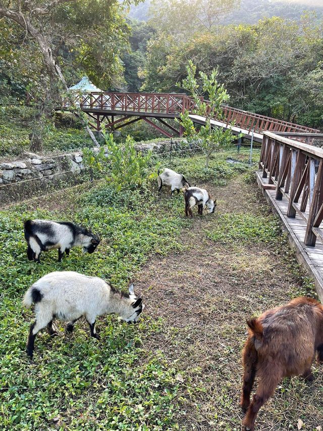 🐑🐏親親小山羊 港版「台灣清境農場」🐐