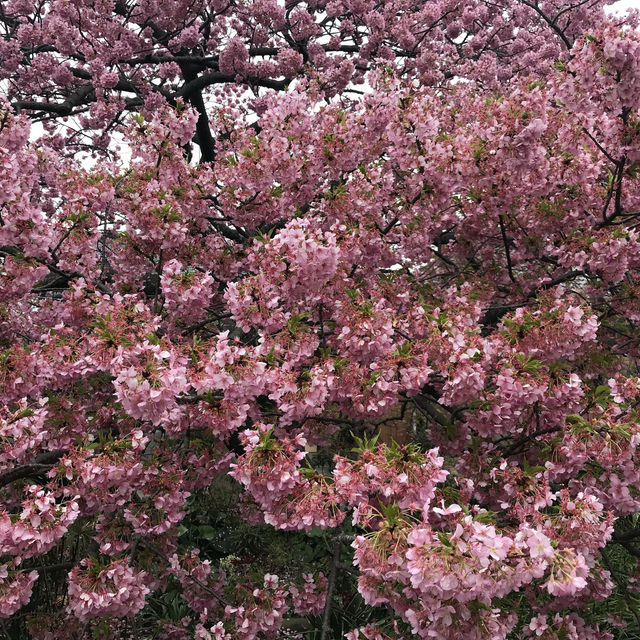 ［河津櫻🌸］- 嘆為觀止🤩