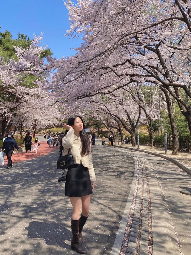 아름다운 연못과 벚꽃을 함께 만날 수 있는, 대구 ‘두류공원’