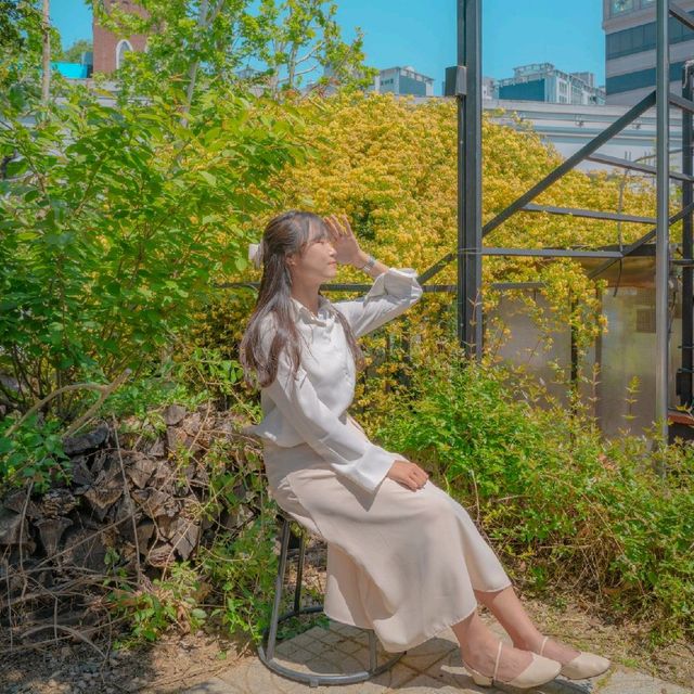 [목향장미와 예쁘게 찍는방법! 대구카페, 큐바이쿼트🌼]