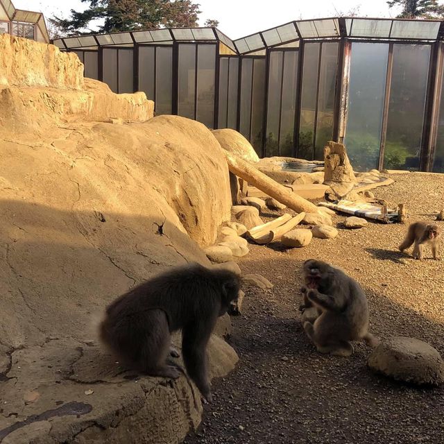 親親大自然🇯🇵😚 高野山猴園・野草園