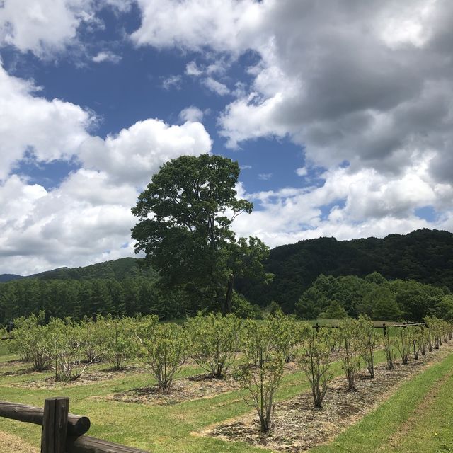 【開田高原】希少な在来種・木曽馬！！