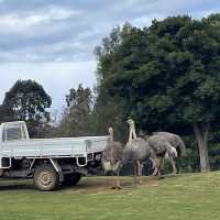 Werribee Open Range Zoo