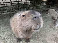 広くて距離の近い動物園