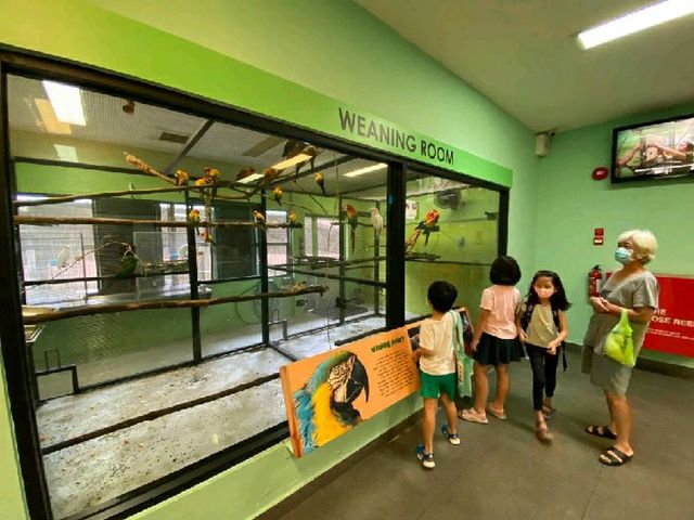 🦅 🐧 Fun Filled Day at Jurong Bird Park 😊