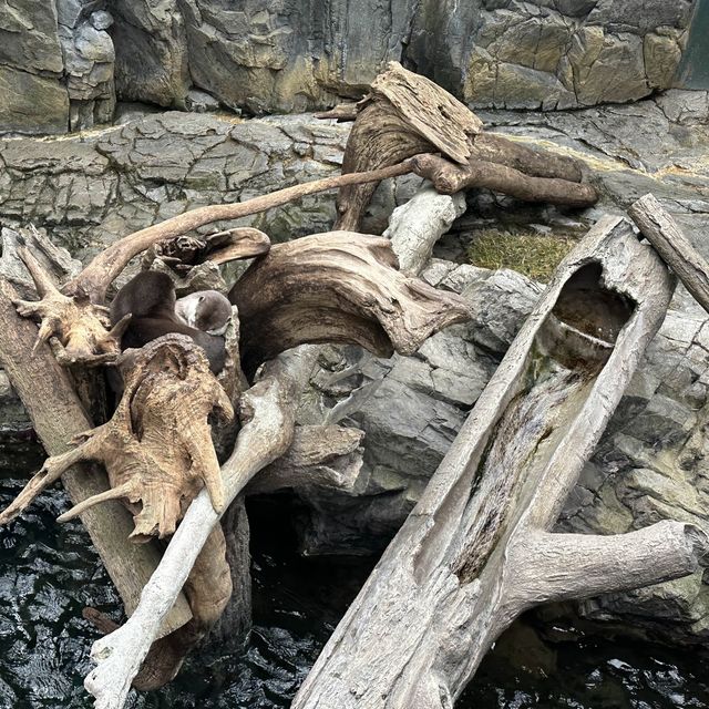 大阪天保山海游館