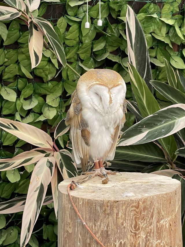【掛川花鳥園】「花と鳥とのふれあい」が楽しめるテーマパーク