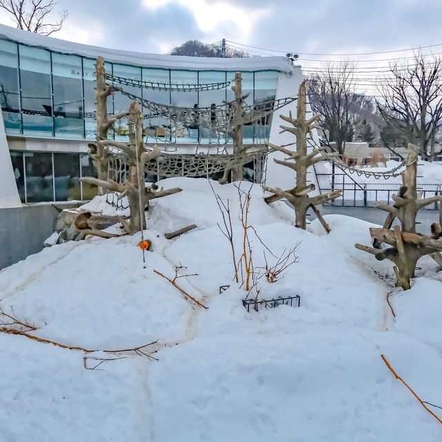 冬の円山動物園・サル山