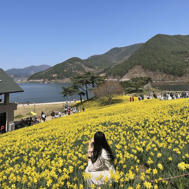수선화가 잔뜩 피어난 지리산치즈랜드 