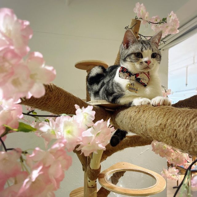 🐱 萌爆喵星人伴你渡過週末