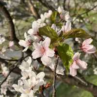 🌸양재동 벚꽃 맛집, 양재천•여의천🌸