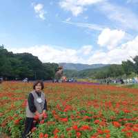 경남 함양 산삼축제에서 여러꽃과 연꽃구경