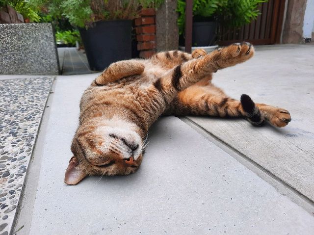 ［桃園］生態環境課程-木藝博物館