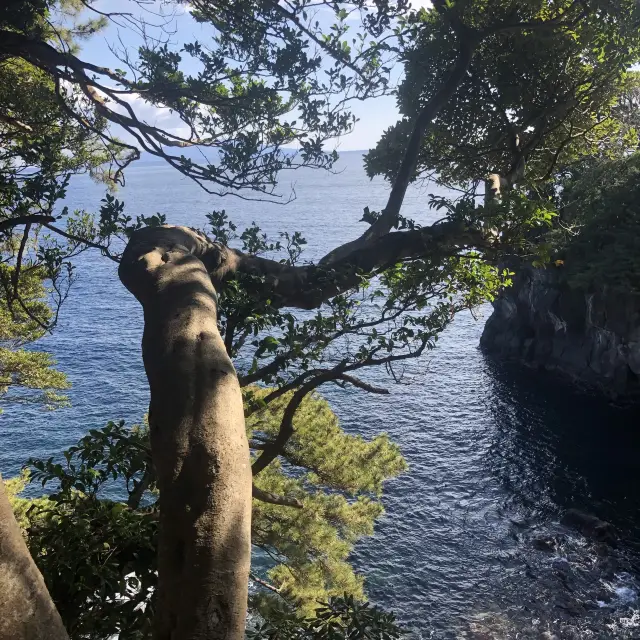 【城ヶ先海岸】伊豆らしい溶岩地形！