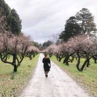 Hikone Castle Plum Grove