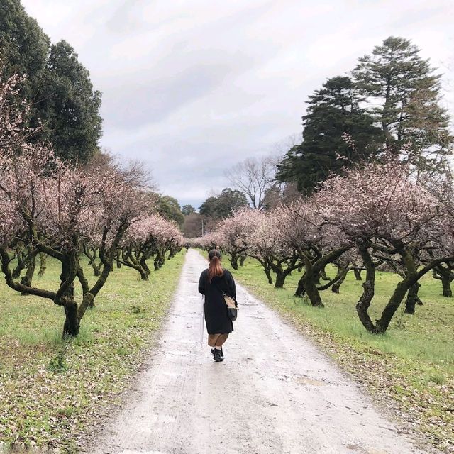 Hikone Castle Plum Grove