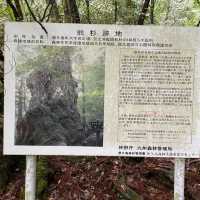 屋久島にあるウィルソン株に行ってきた🌳