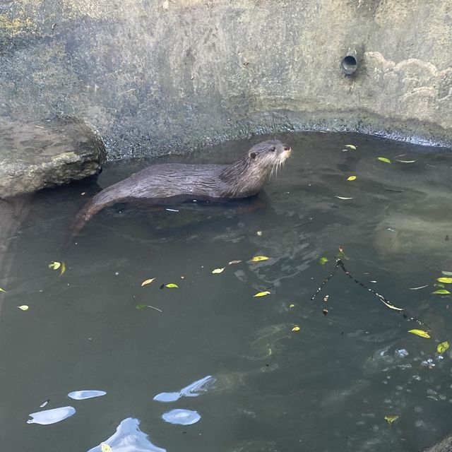 台北市立木柵動物園 讚讚 台北市立木柵動物園 讚讚