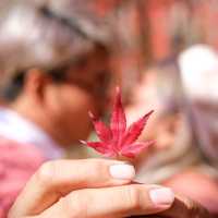 ญี่ปุ่น Autumnแล้วน๊าลากแฟนไปเร็วแก