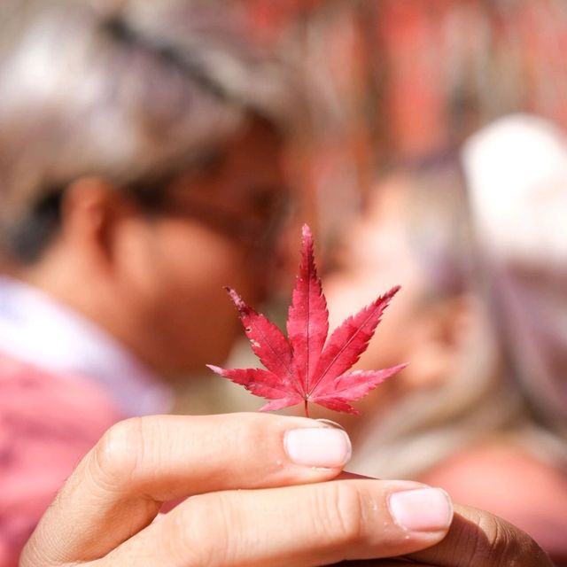 ญี่ปุ่น Autumnแล้วน๊าลากแฟนไปเร็วแก