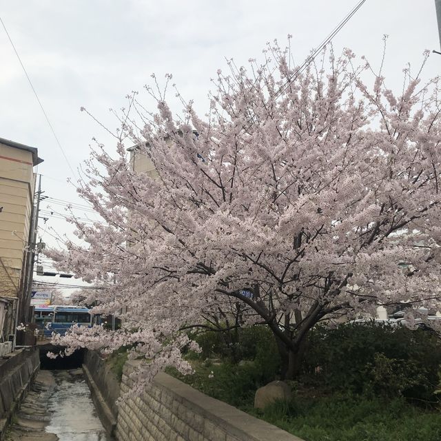 벚꽃이 가득, 100년 벚꽃