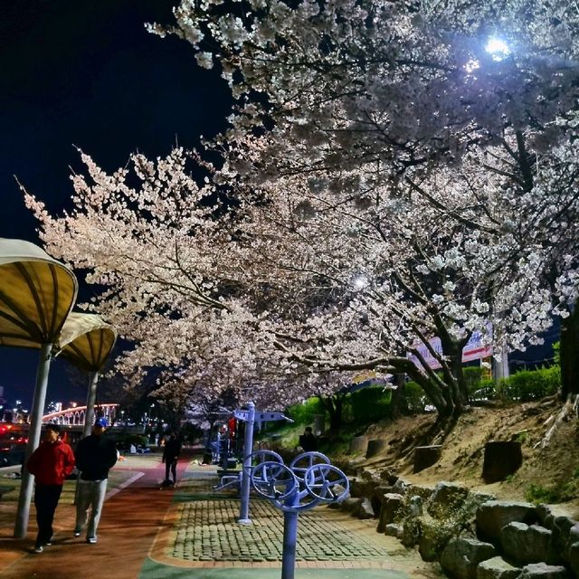 🌸청주 벚꽃 로드 <무심천>