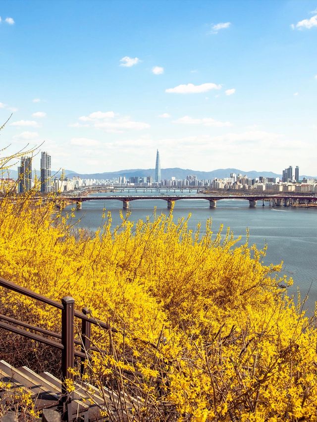 개나리 가득했던 달맞이근린공원