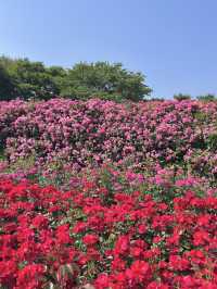 [과천] 과천에 꽁꽁 숨겨둔 아름다운 피크닉 존/풍성한 장미 꽃동산🌹