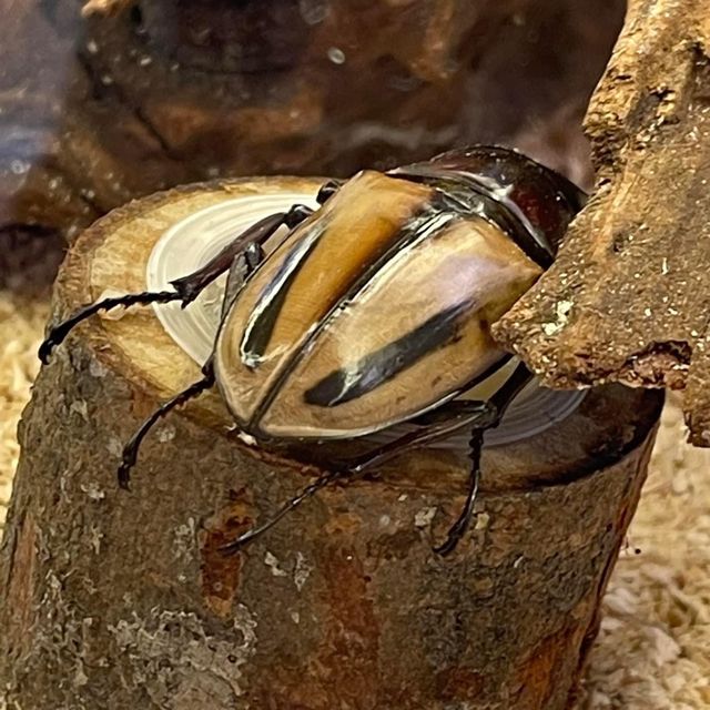 甲蟲🐞王國大冒險‼️小型甲蟲🪲展覽 甲蟲🐞王國大冒險‼️小型甲蟲🪲展覽