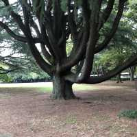 【きぬた公園】
