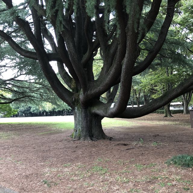 【きぬた公園】 【きぬた公園】