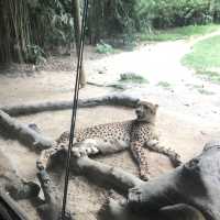 新加坡🇸🇬親子活動必到新加坡🇸🇬動物園❤️