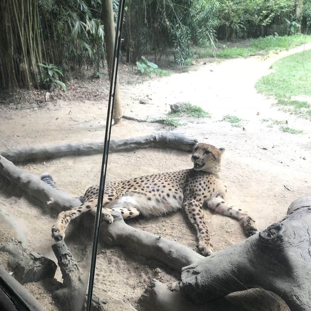 新加坡🇸🇬親子活動必到新加坡🇸🇬動物園❤️