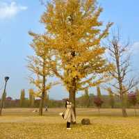🍁은행나무 보러 여주가자~!🌞🧚🏻‍♂️🍁🍁