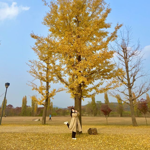 🍁은행나무 보러 여주가자~!🌞🧚🏻‍♂️🍁🍁