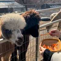 내 앞에 알파카 !!! 🦙