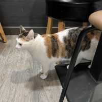 貓之谷！貓星人甜蜜時光！地球其實有好多愛心爆棚嘅貓奴！🐱喵