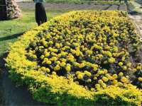 臺中后里 市郊人氣後花園 中社觀光花市花海