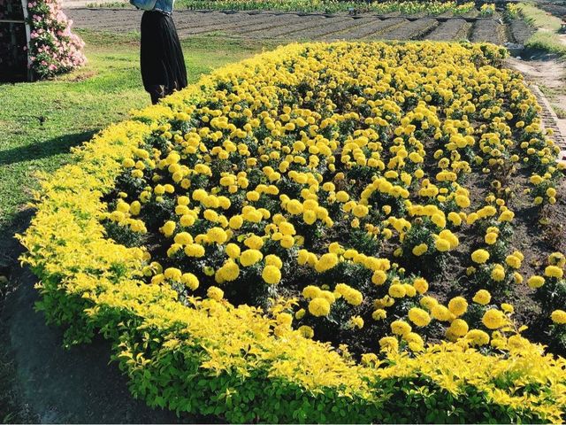 臺中后里 市郊人氣後花園 中社觀光花市花海