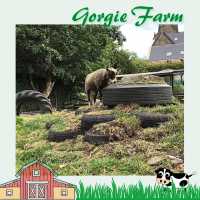 愛丁堡城市中的友好小農場Gorgie Farm