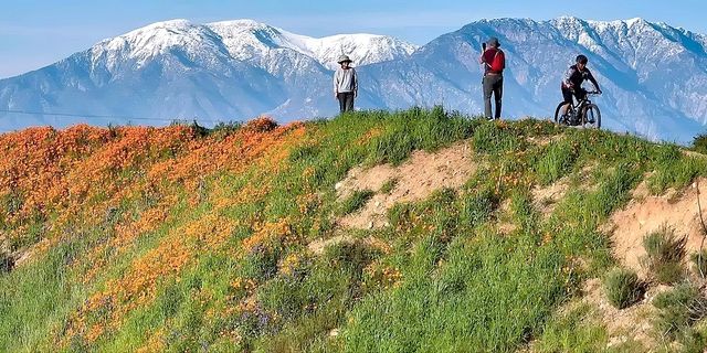 🌺The super flower sea of Southern California has arrived.