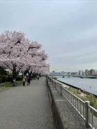 Cherry blossoms 🌸 and sky trees