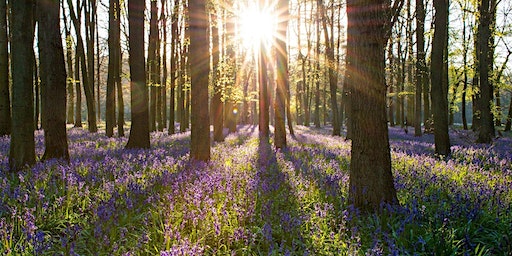 Get Busy at The Hive, a series of one-off workshops, woodland watercolour | Leavesden Country Park