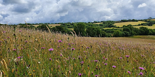 Meadow Walk with Jim White | Kingcombe Visitor Centre